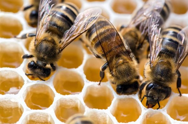 #WieLeben: Bienen-Künstler*innen im Gespräch