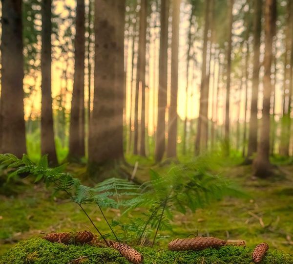 Natur und Erlösung